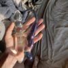 glass dildo stellar